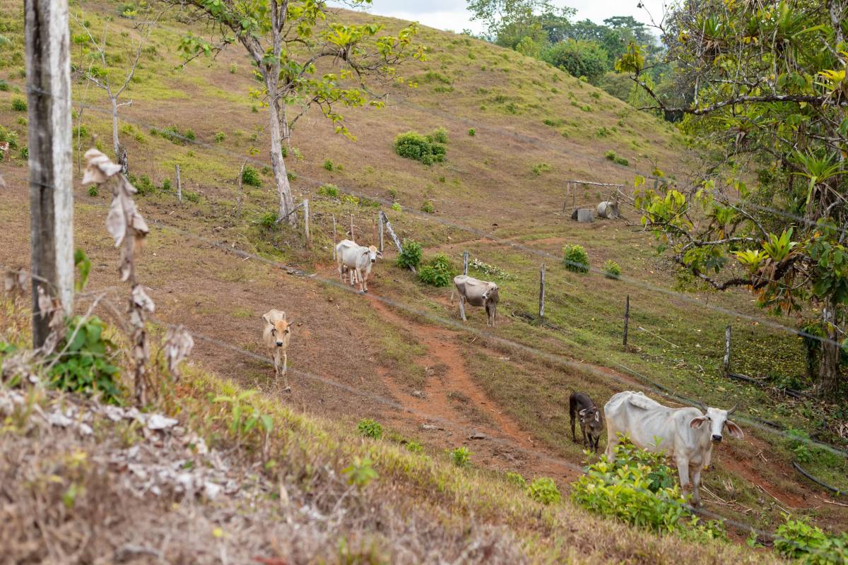 A landscape shot of cattle in a grassy environment.