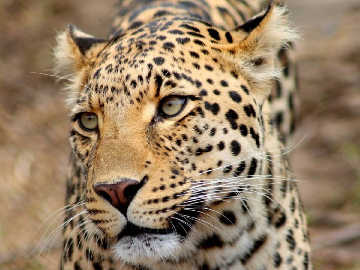 A leopard at Moholoholo
