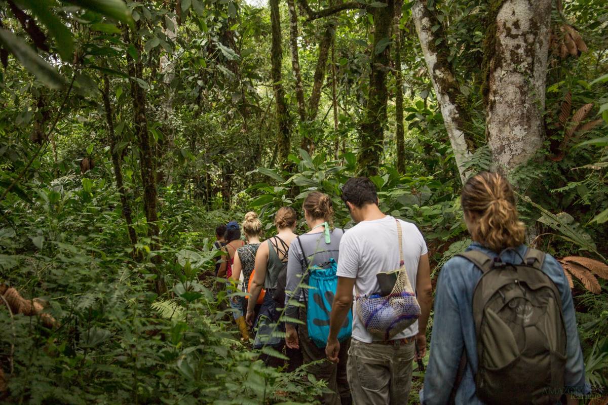 A line of people walk on a path through the forest, back to the camera.