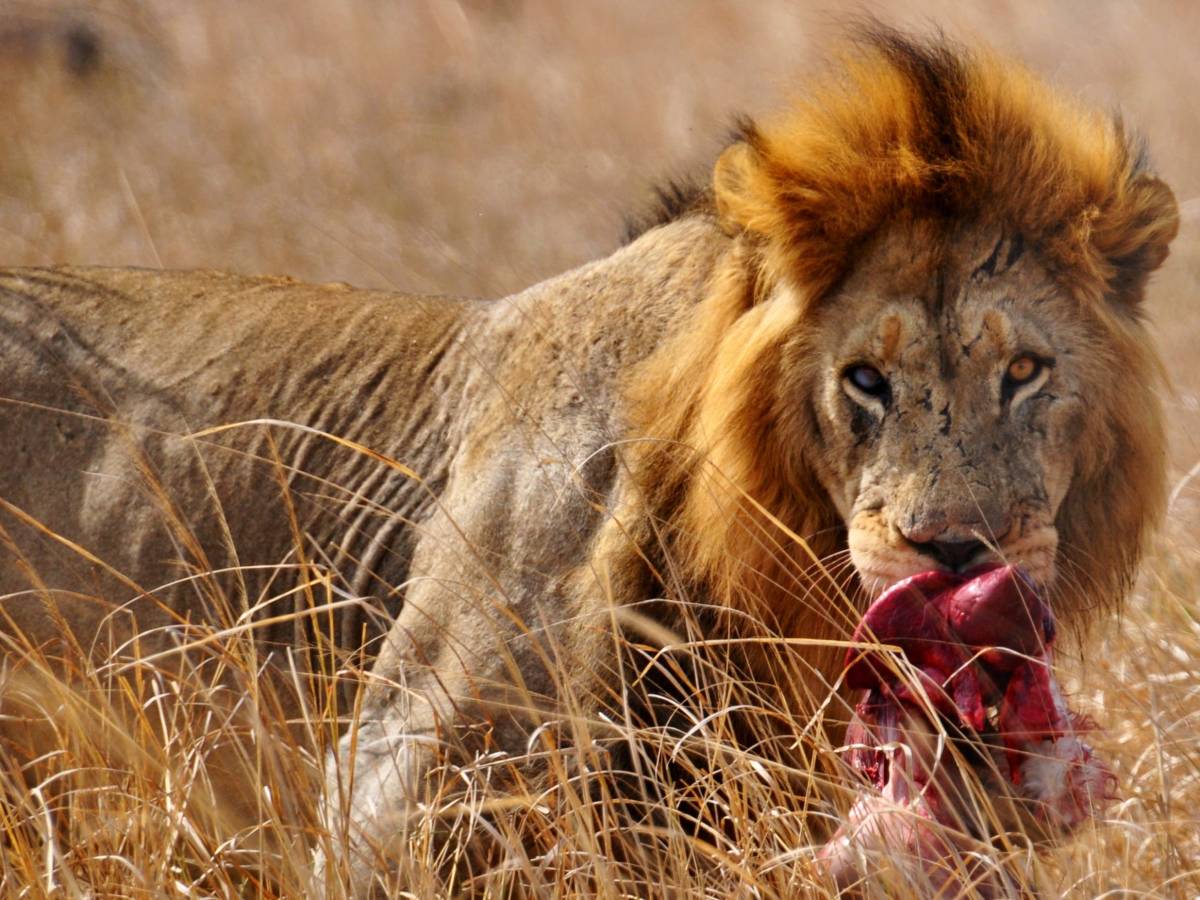 A lion feasting on a kill