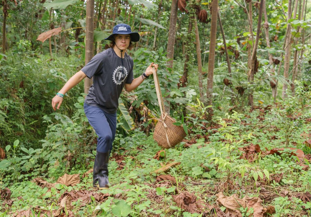 A man carries plants in a basket through forest.