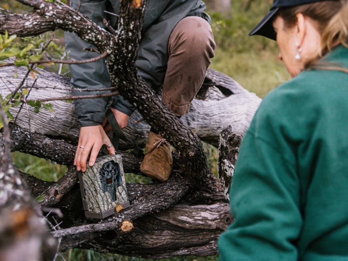 A penda photo tour guide setting up a camera trap on a tree in Kruger while a guest looks on