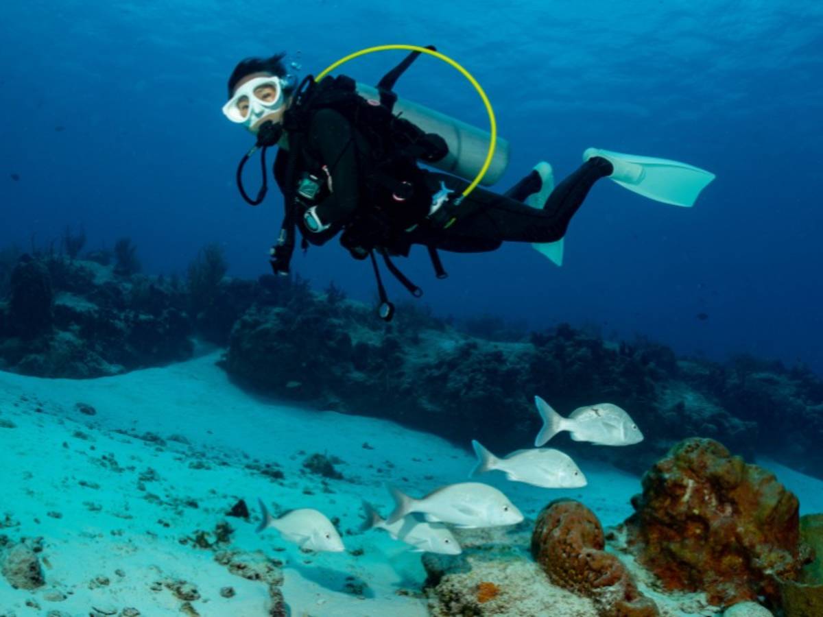 A scuba diver swimming over a coral reef with a school of fish on a South Africa Penda Photo Tour