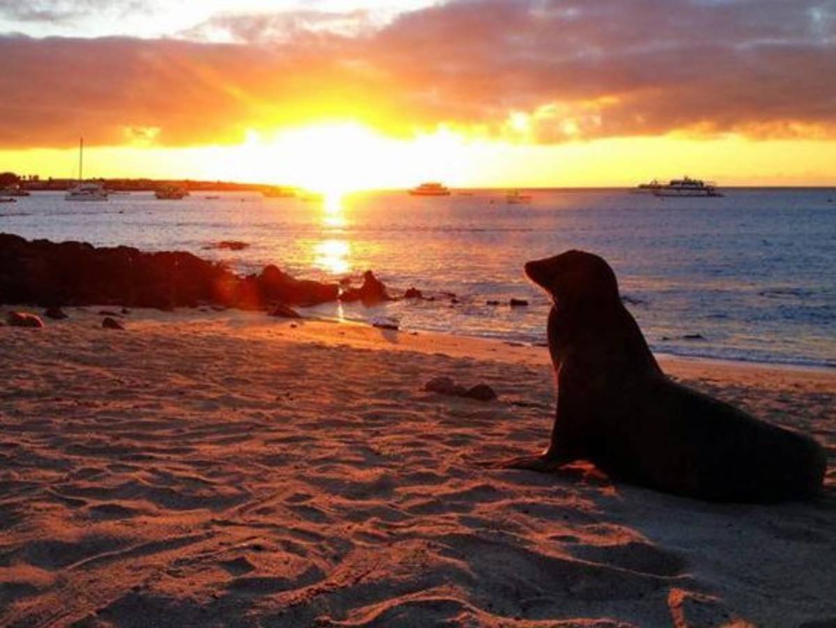 A sea lion on a beach during sunset in the Galapagos.