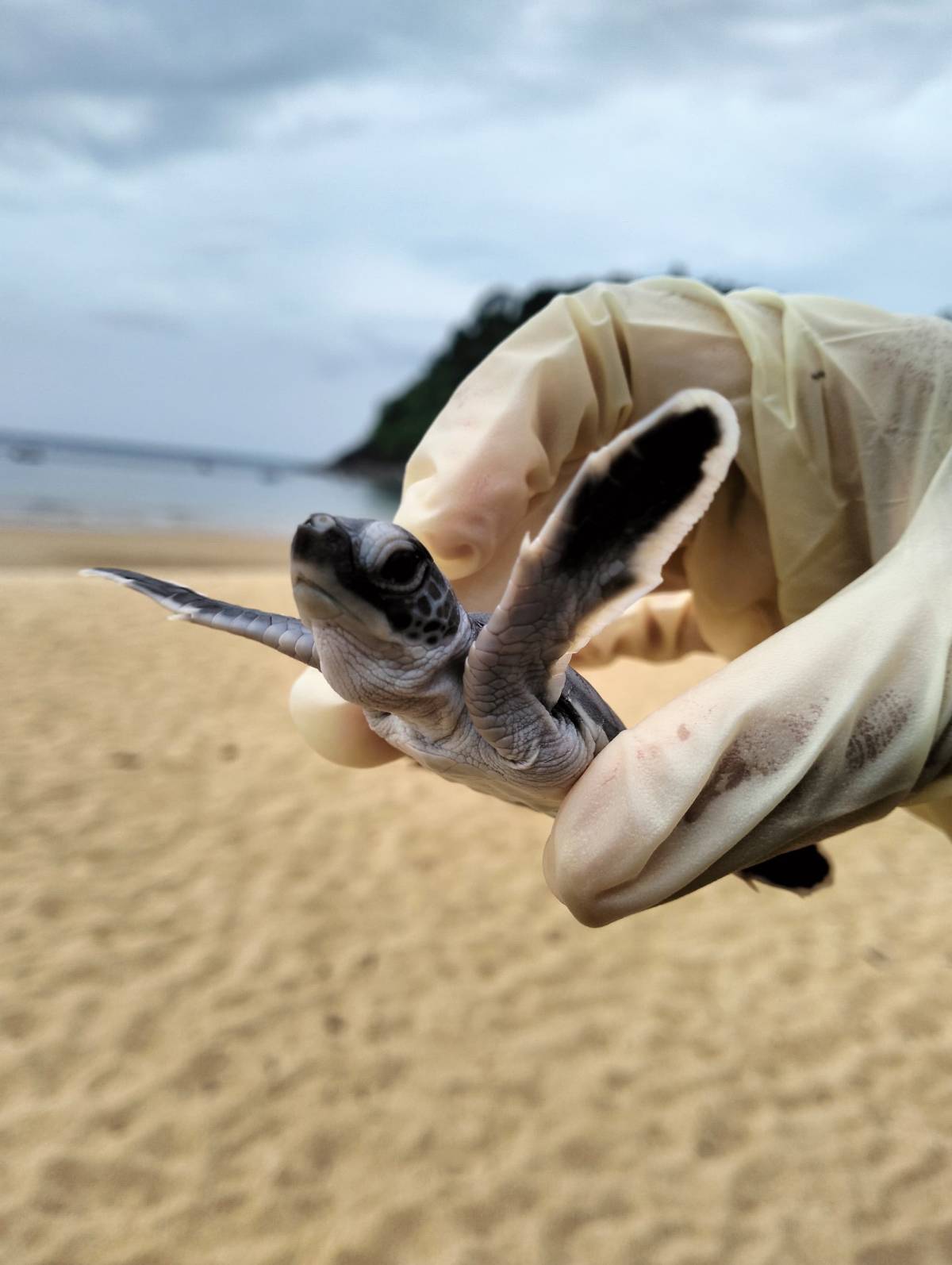 a sea turtle hatchling
