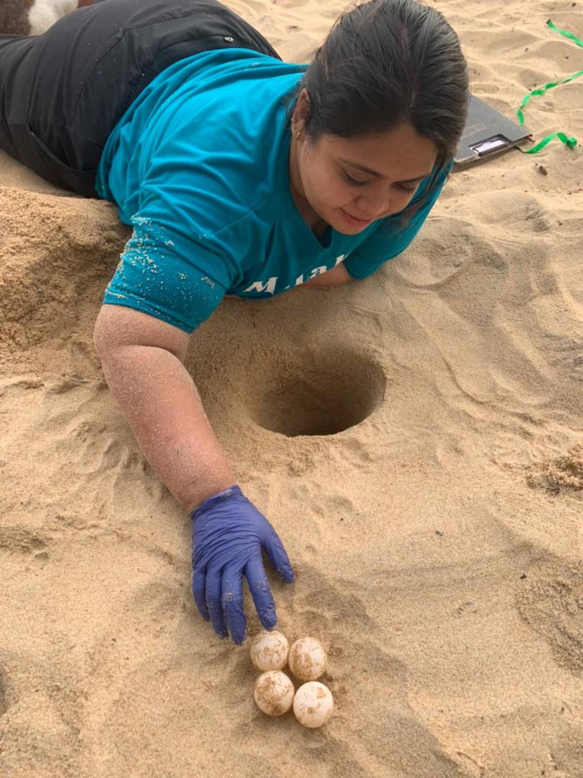 a sea turtle nest excavation or relocation