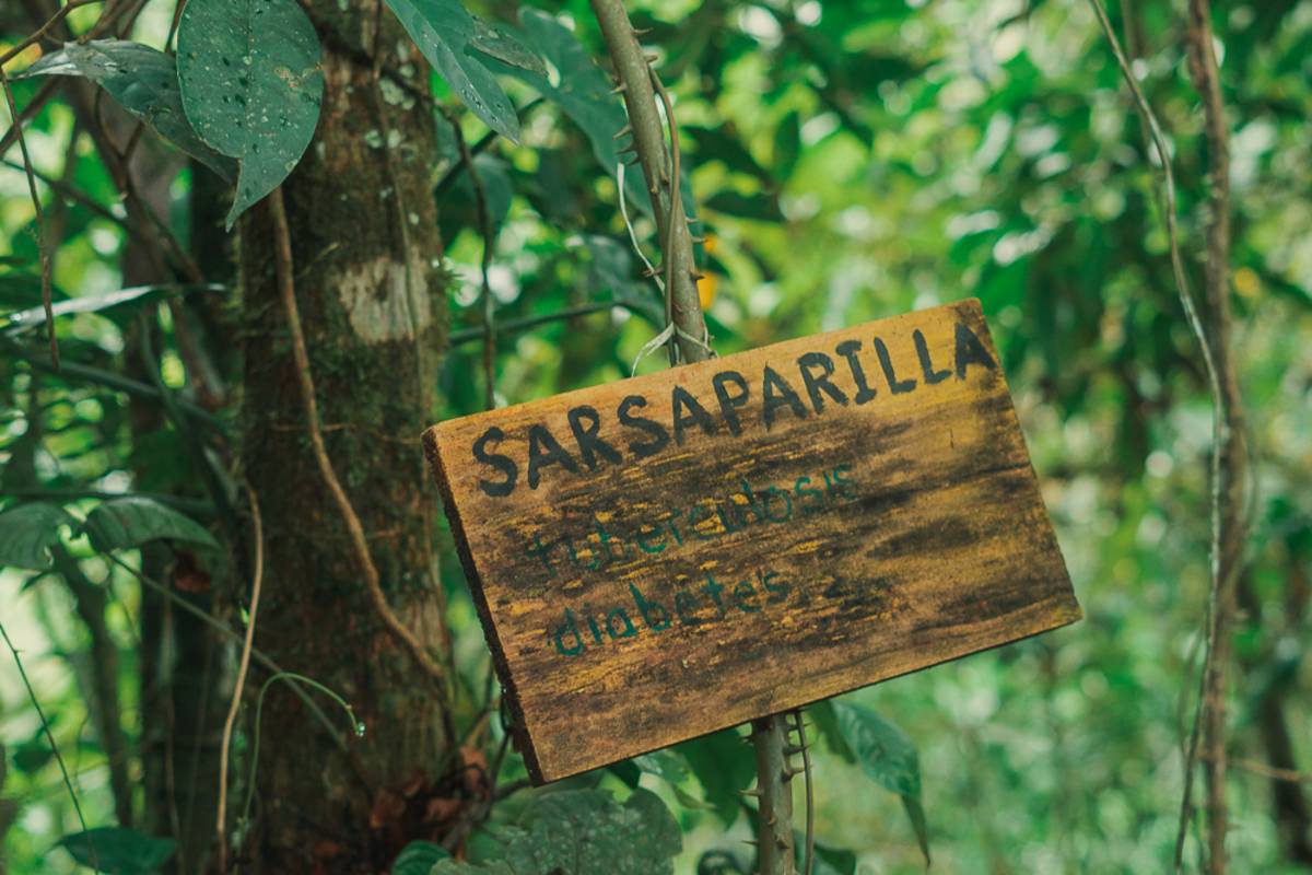 A sign reading "sarsaparilla" is attached to a thorny plant.
