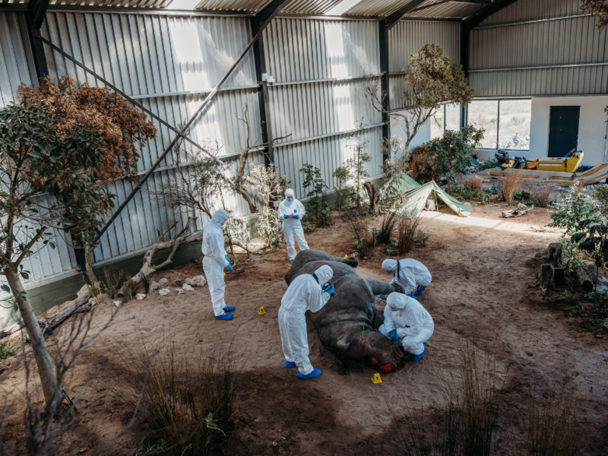 a simulated crime scene featuring a preserved rhino