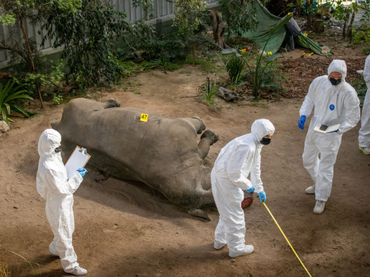 a staged wildlife crime scene used for training