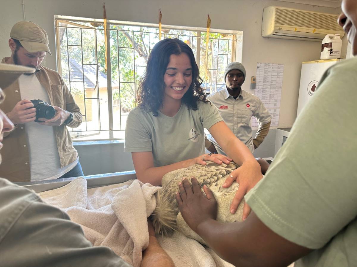 A volunteer helps with veterinary work on a vulture