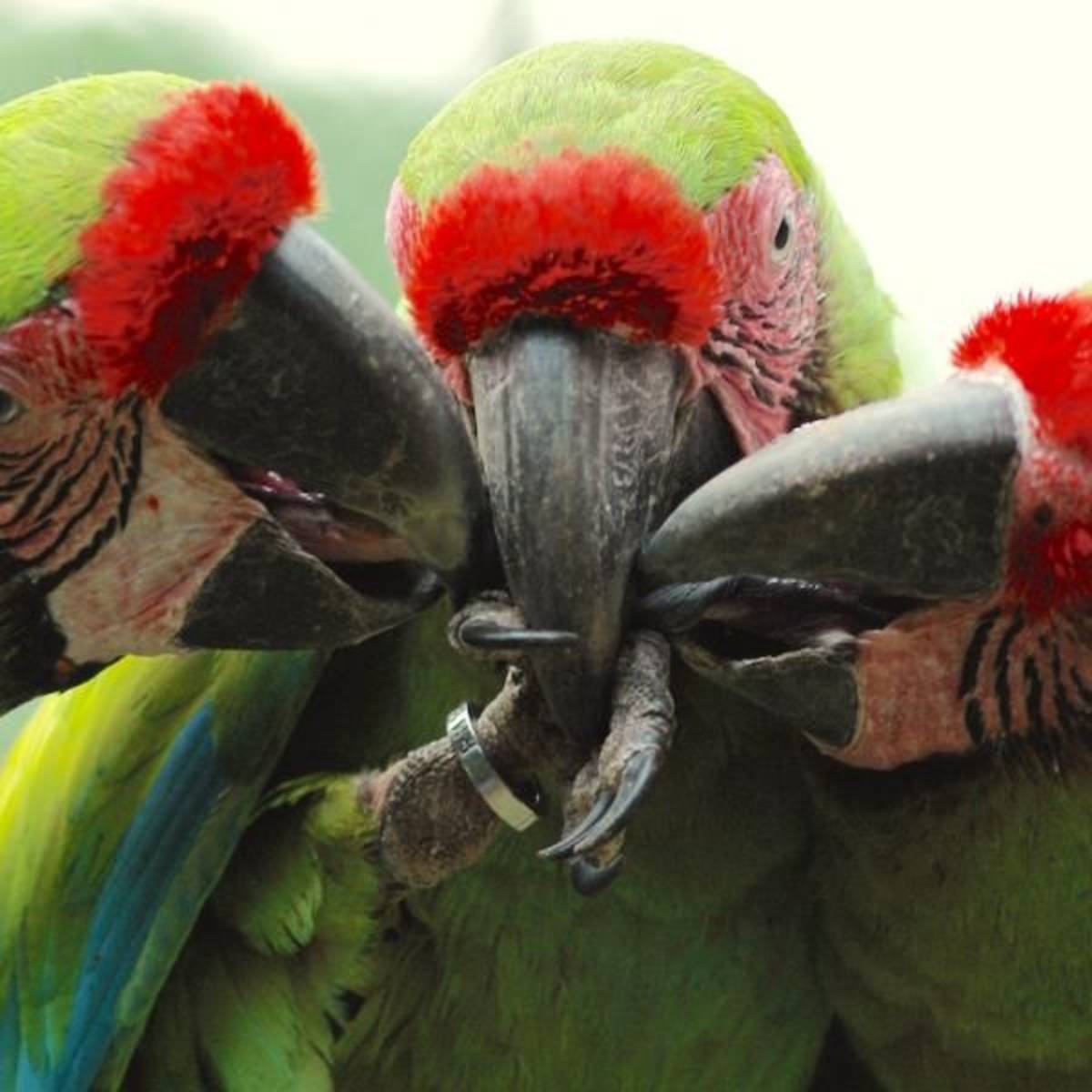Volunteer in Wildlife Conservation