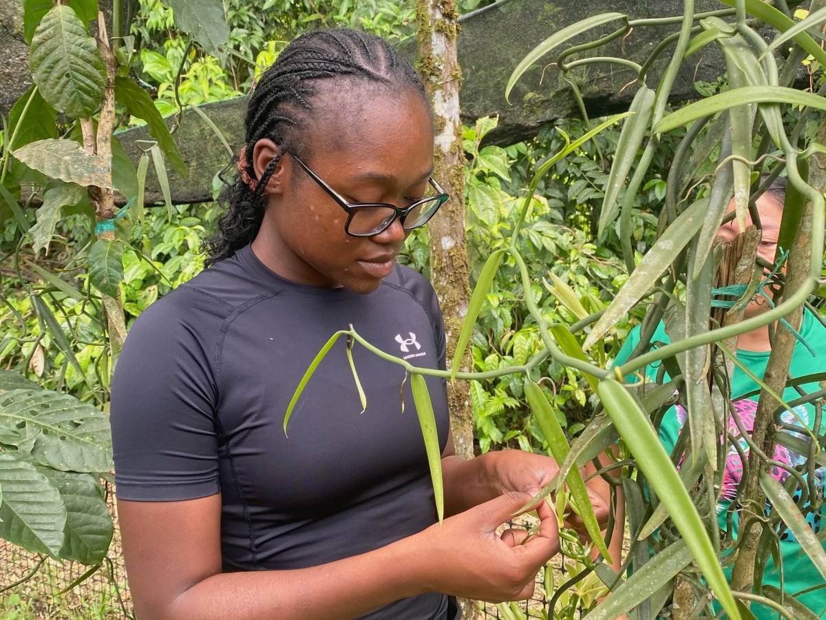 A woman pollinates a vanilla plant.
