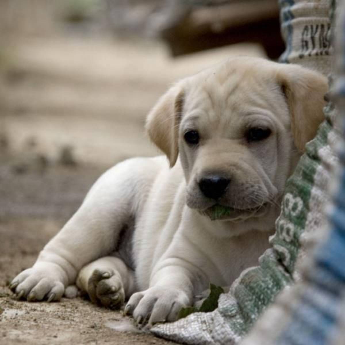 Abandoned Dogs Rescue Center