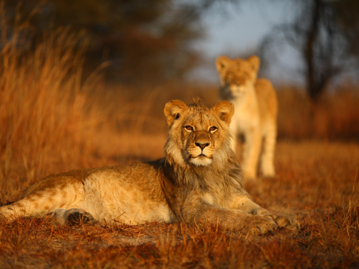 African Big 5 and Wildlife Conservation in South Africa