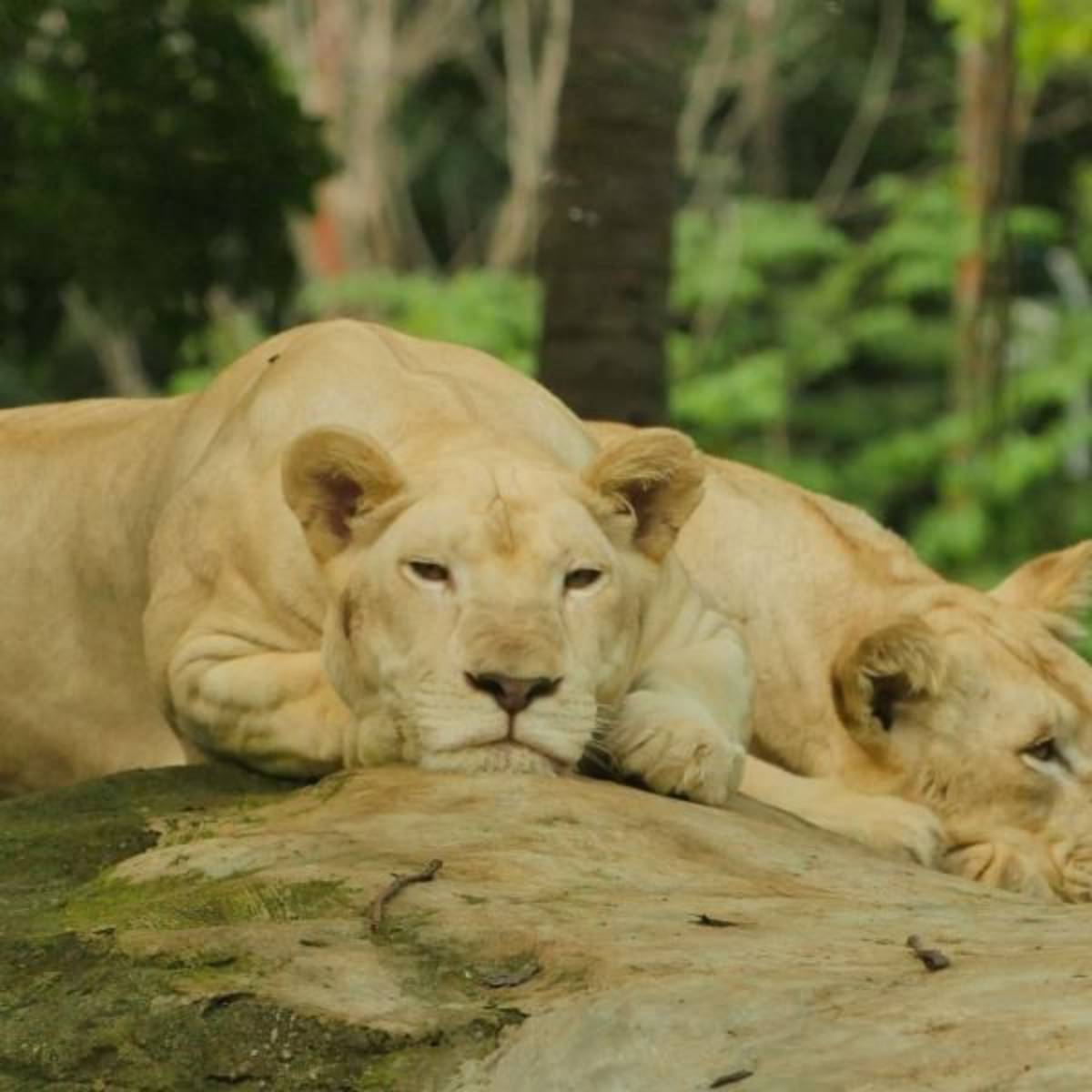 lioness resting on the rocks
