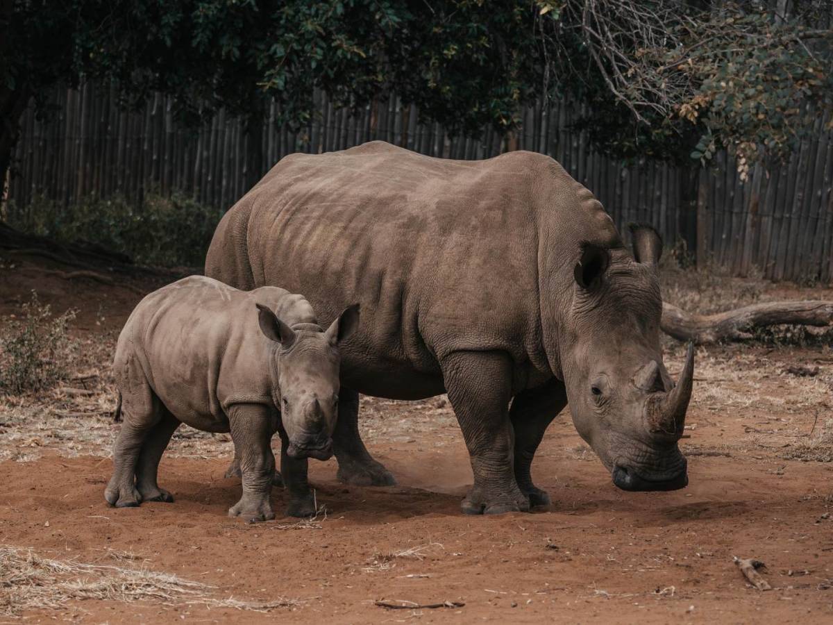 An adult and baby rhino