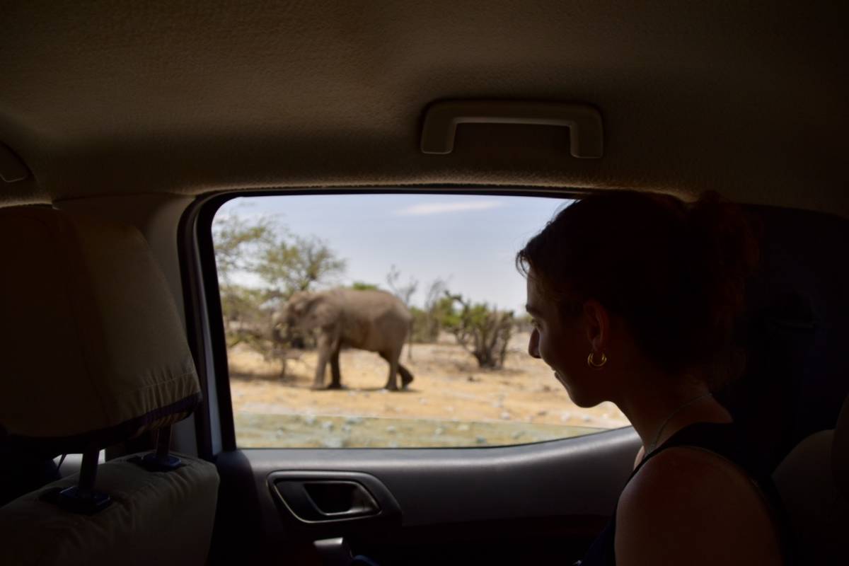 An intern watching an elephant through a car window at Etosha National Park, Namibia, during a half term road trip.