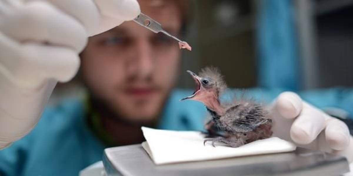 Support Avian Conservation Research through the National Aviary. Researchers come to the field of avian conservation biology for many reasons.