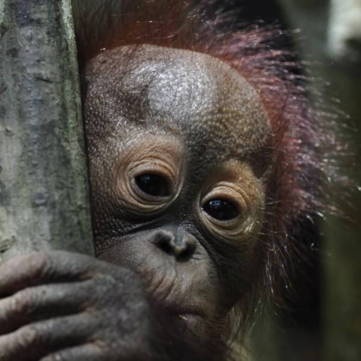 A baby orangutan peering from behind a tree