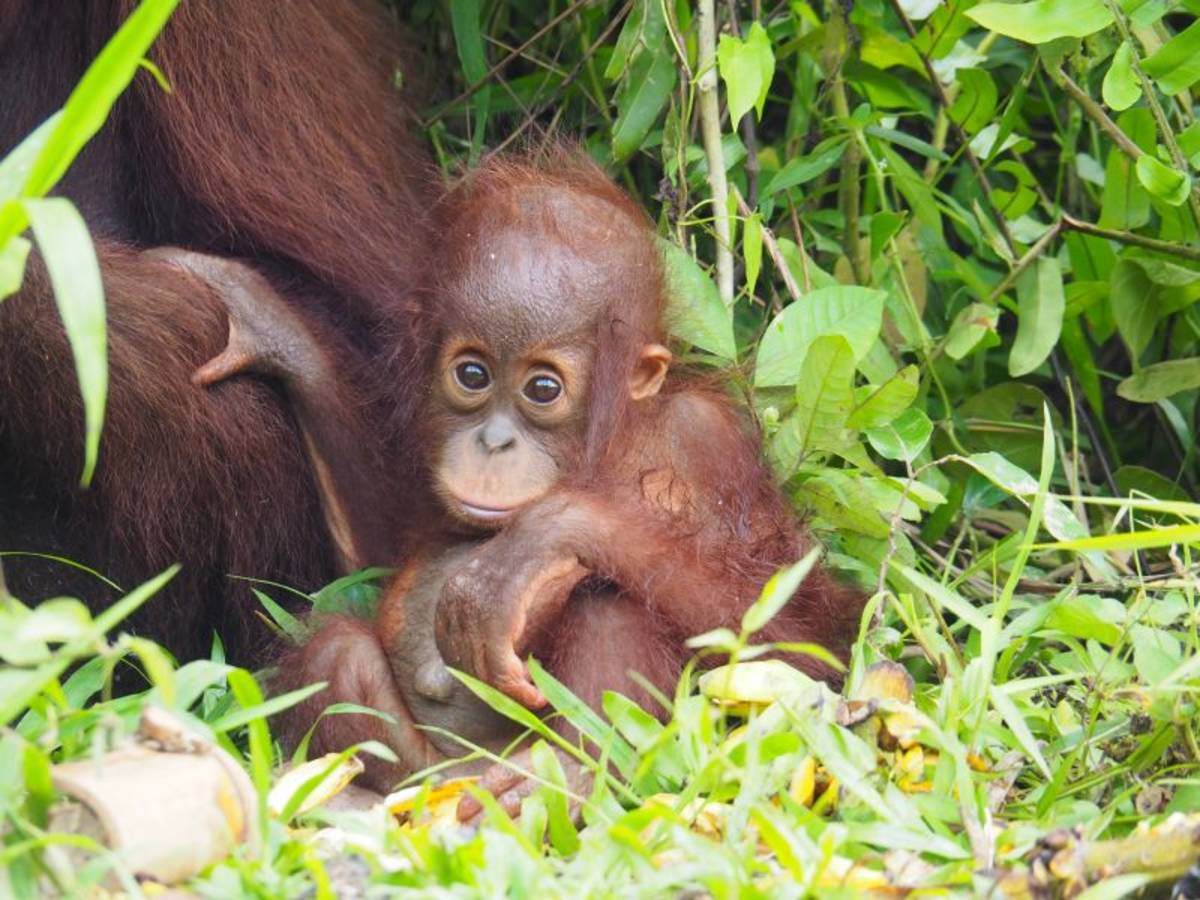 Baby Orangutan