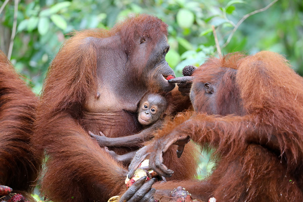 Baby Orangutan