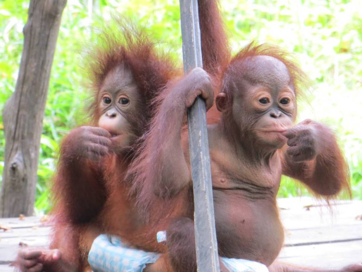 Baby Orangutans