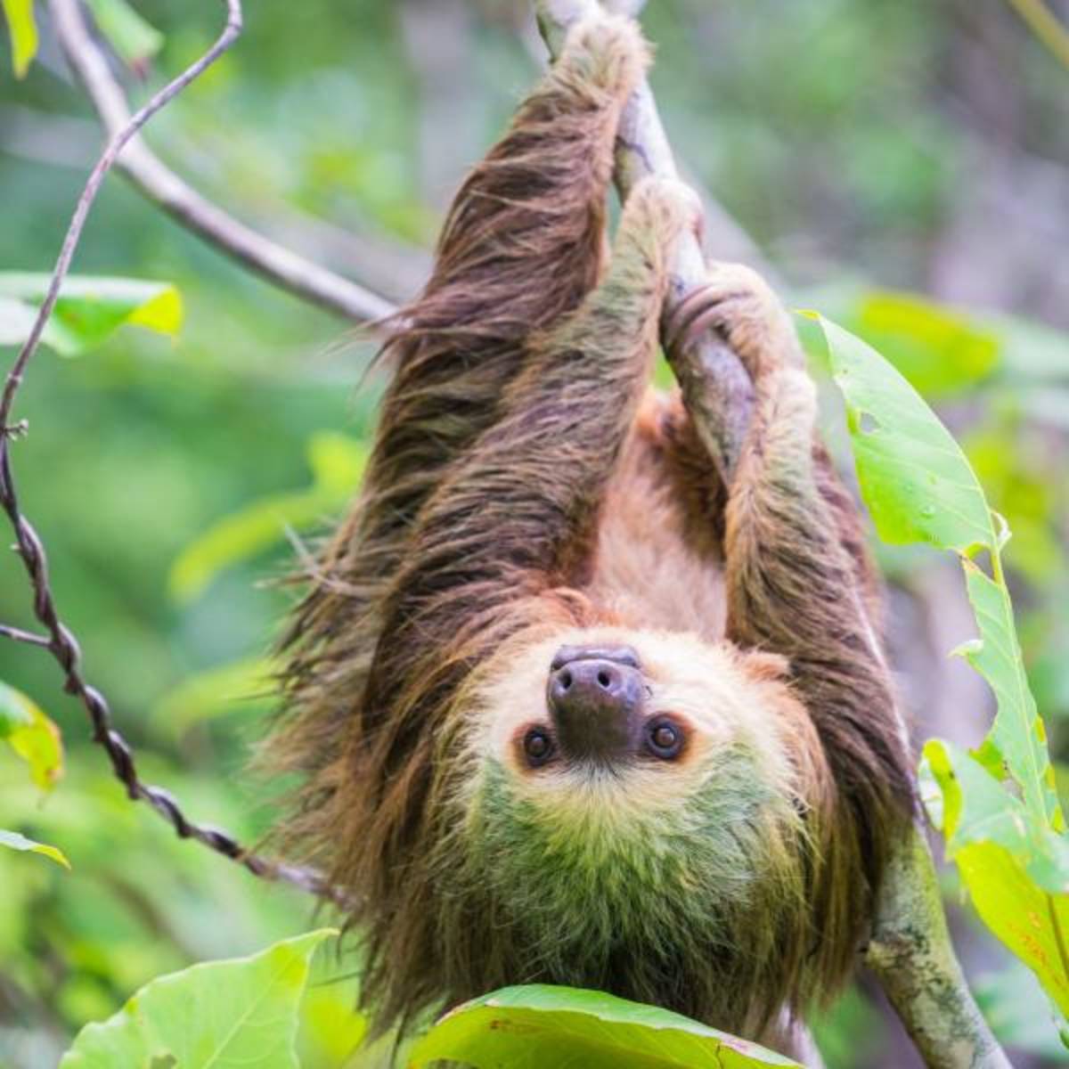 Sloth