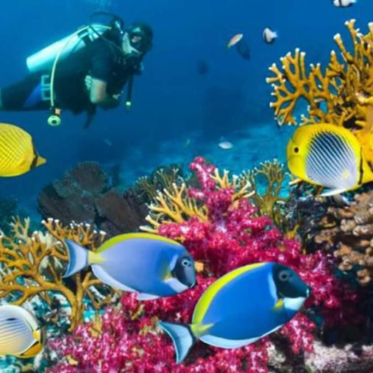 Belize - Private Island Marine Experience
