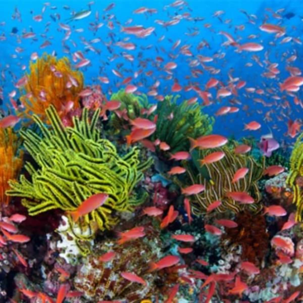 Goeco Belize - Private Island Marine Experience