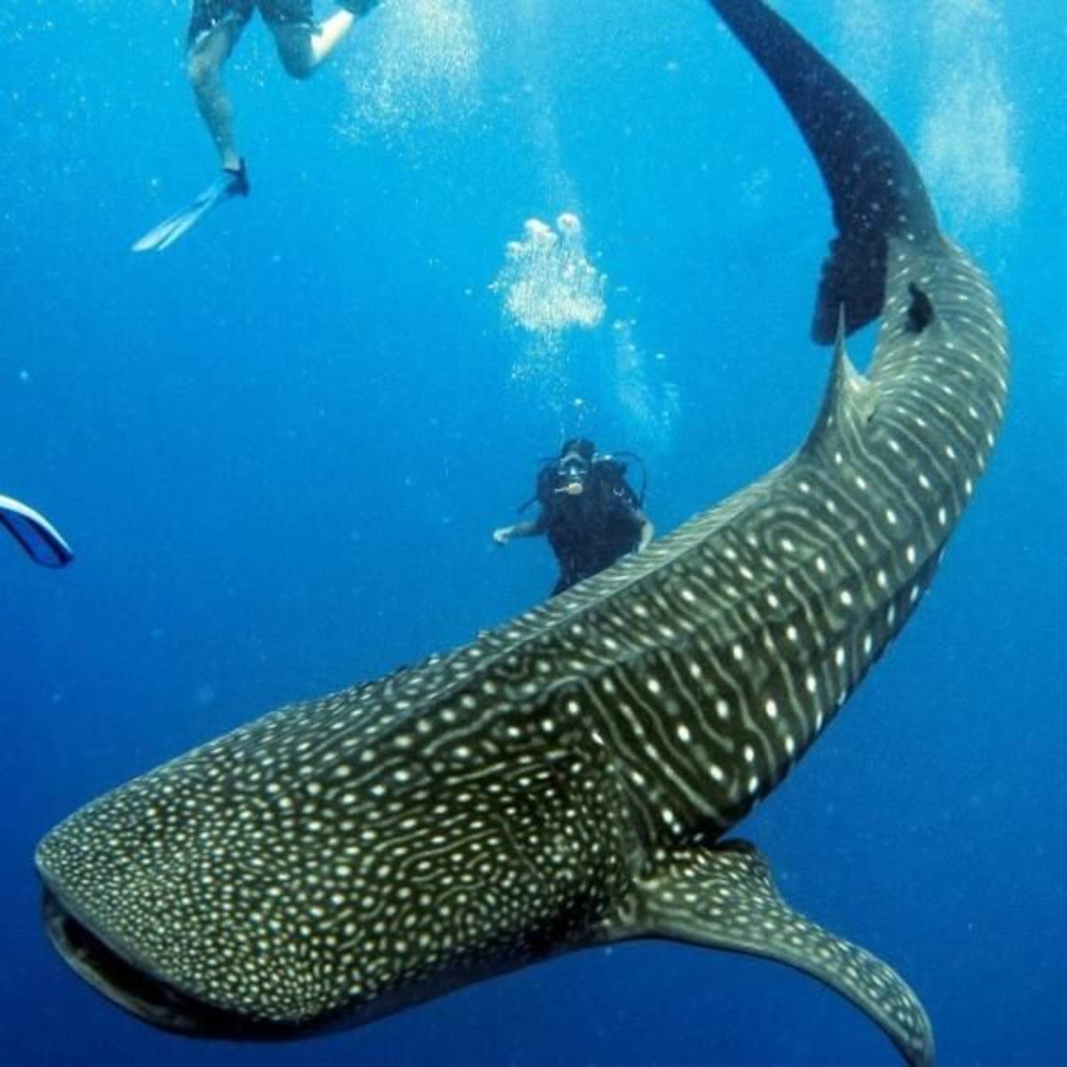 Goeco Belize - Private Island Marine Experience
