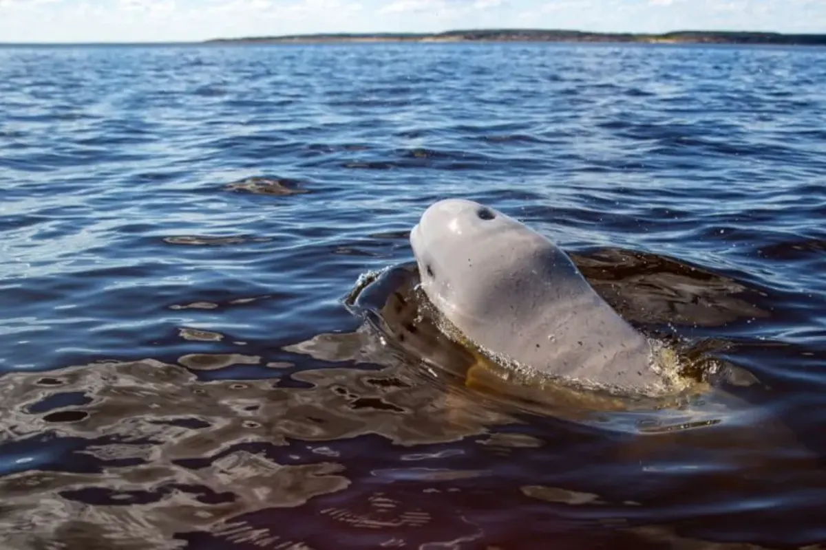Beluga whale surfaces