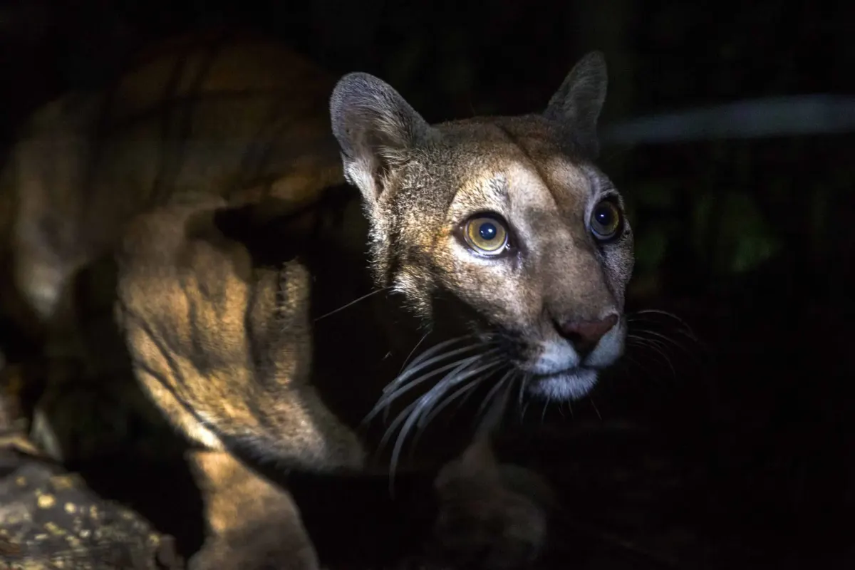 Big cat at Belize zoo