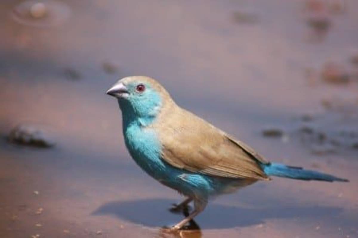 Beautiful bird