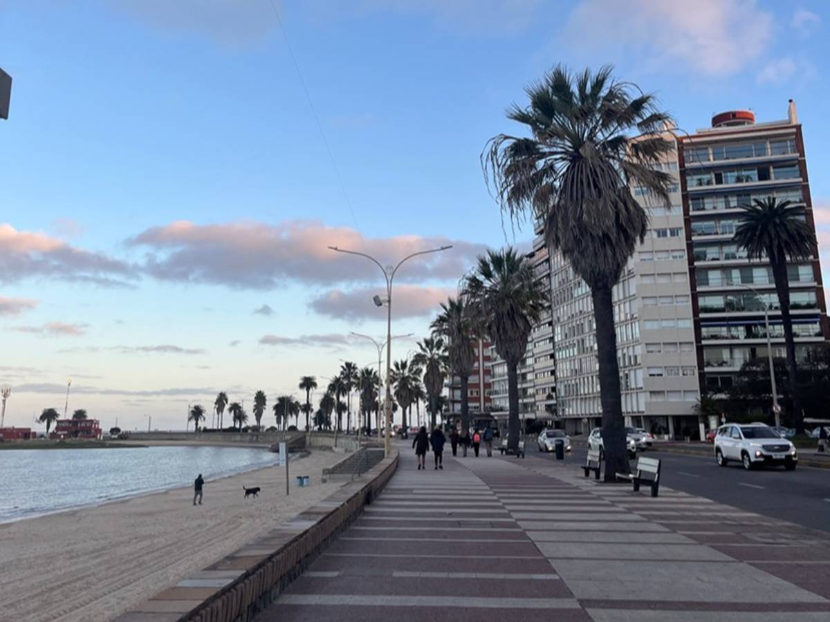 Boardwalk with palm trees