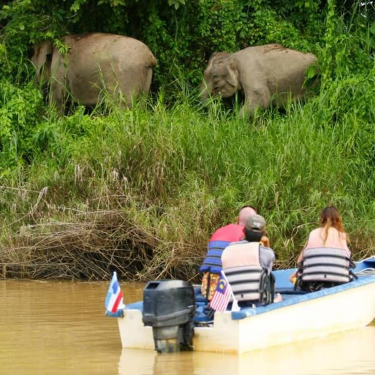 Borneo Elephant Conservation