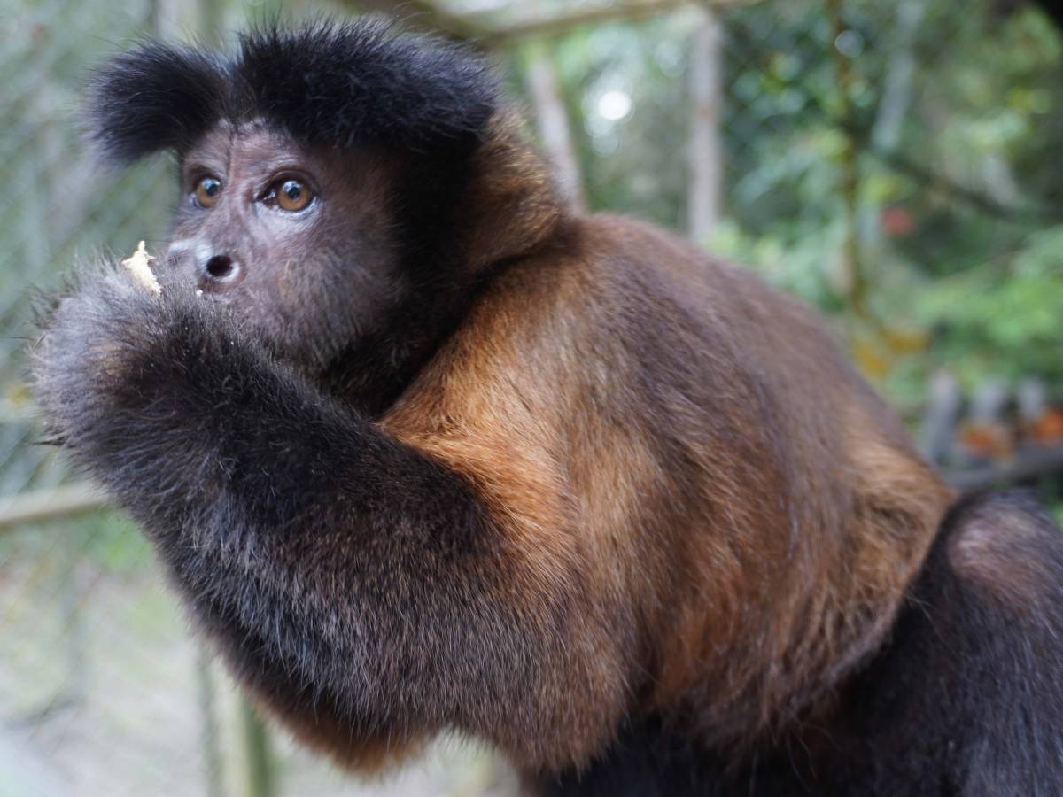 Bucaramanga Animal Rescue Volunteer Program