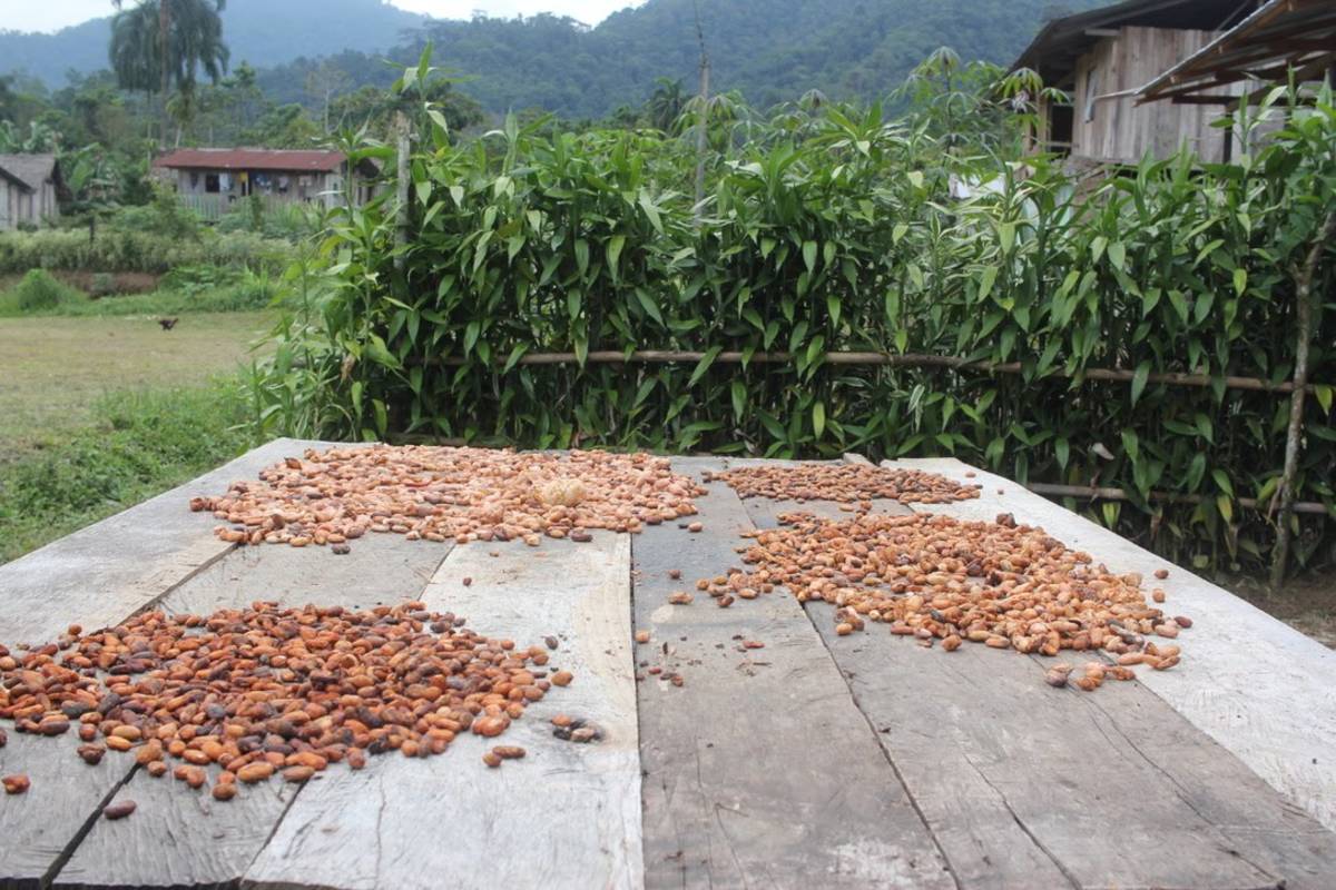 Cacao beans drying in the sun.