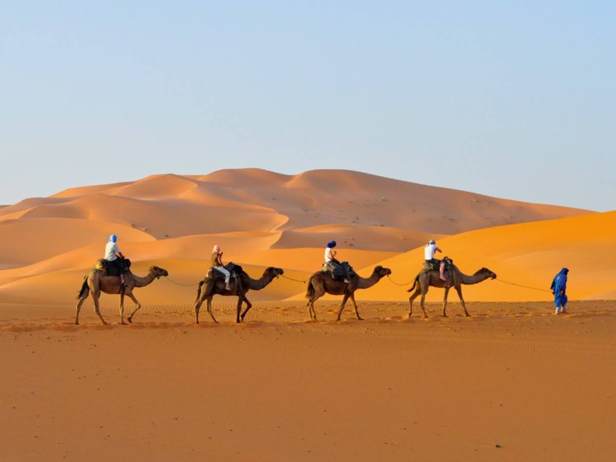 Camels in Sahara