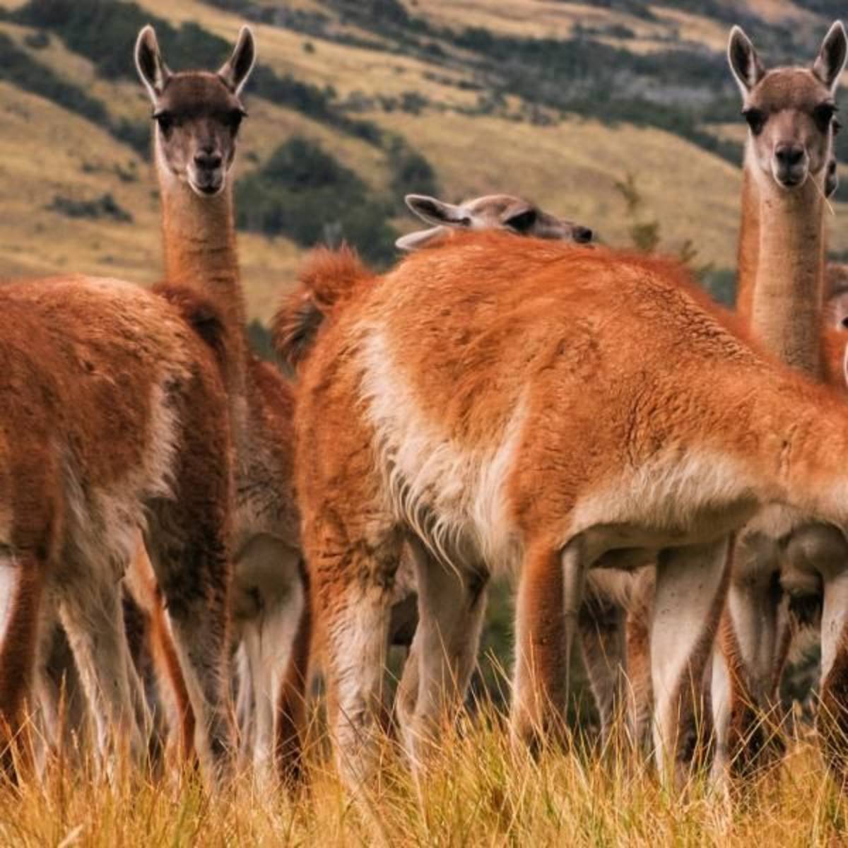 Cultural Exploration in Patagonia - Putney Student Travel