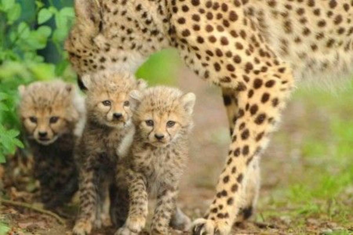 Cheetah family Volunteer Building with Kruger Safari in Swaziland