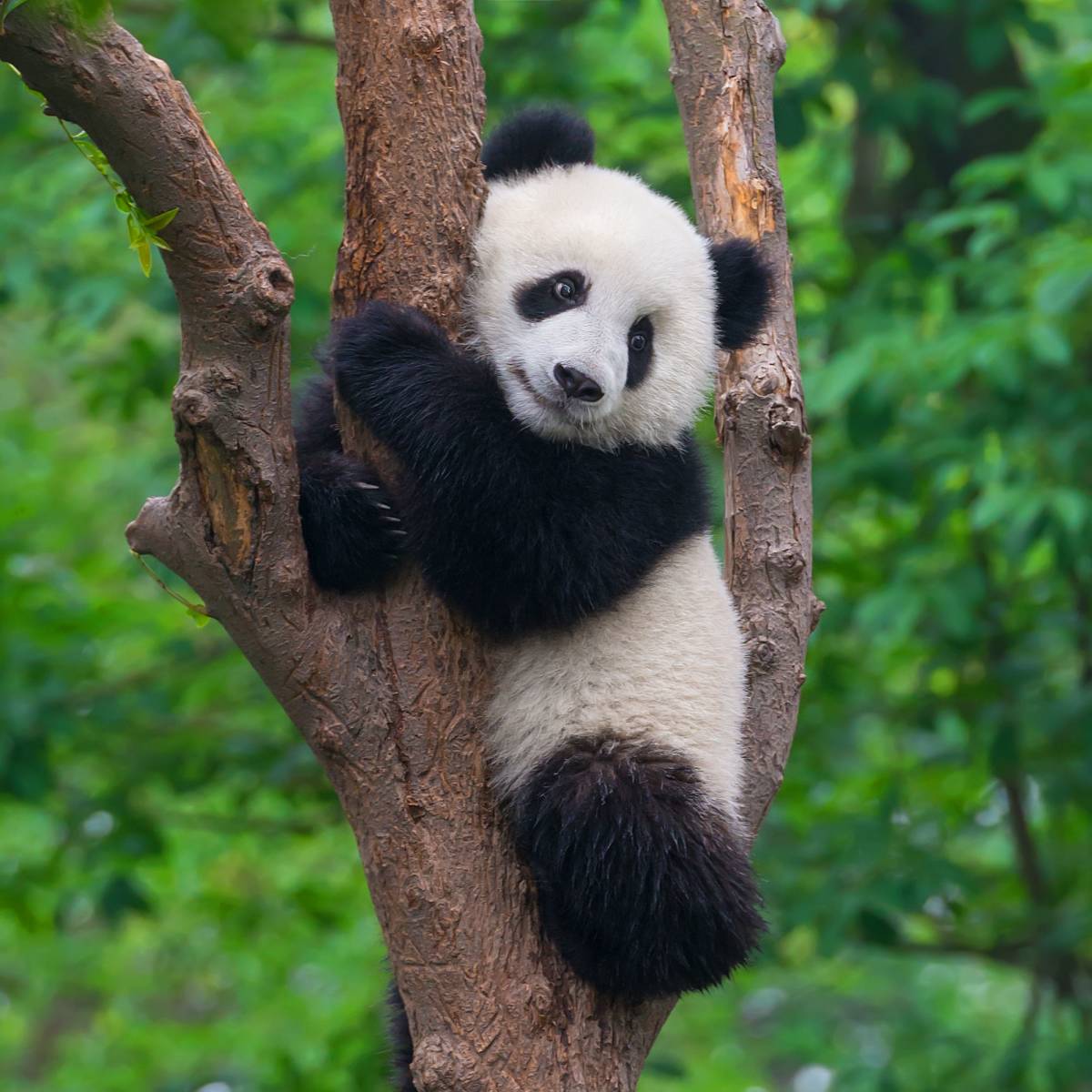 Panda in Chengdu City