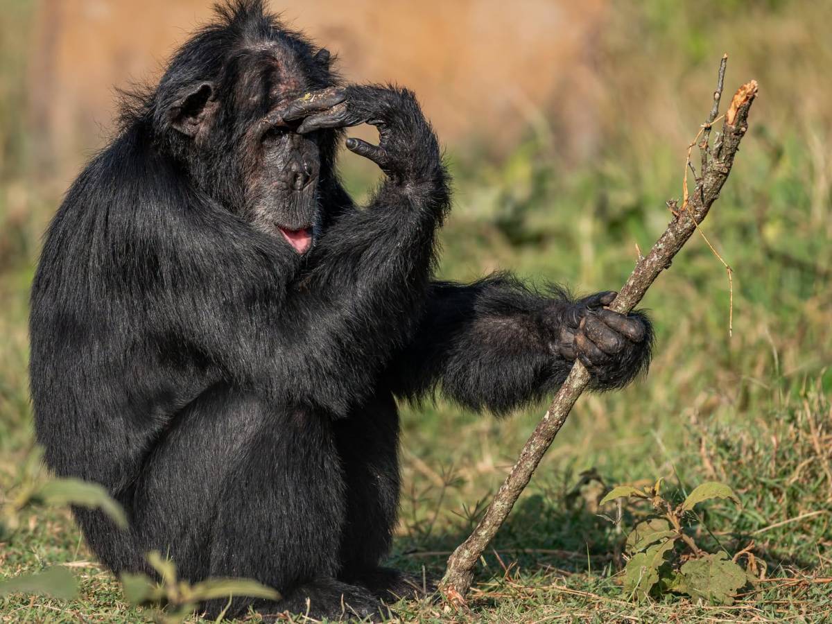 Chimp Conservation
