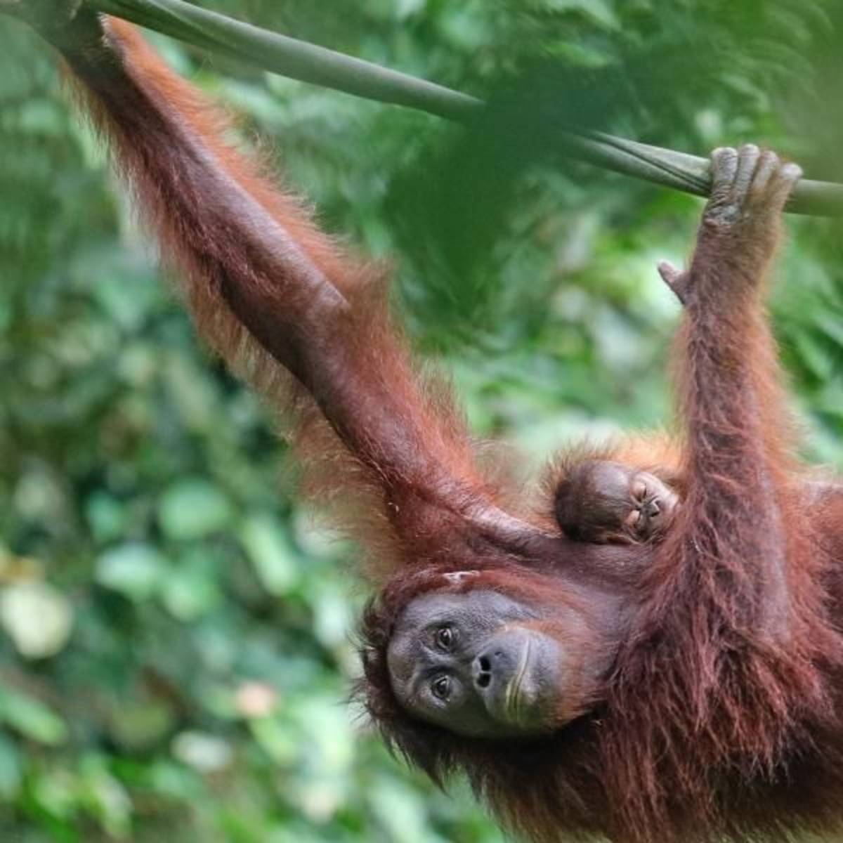 orangutan hanging