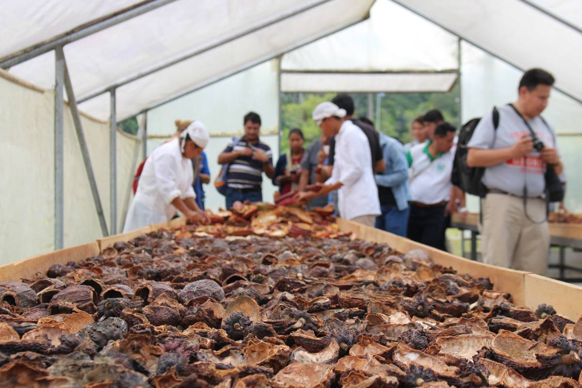 Close up of cacao husks, with visitors in background