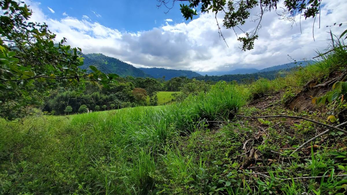 Cloud Forest Conservation Volunteering