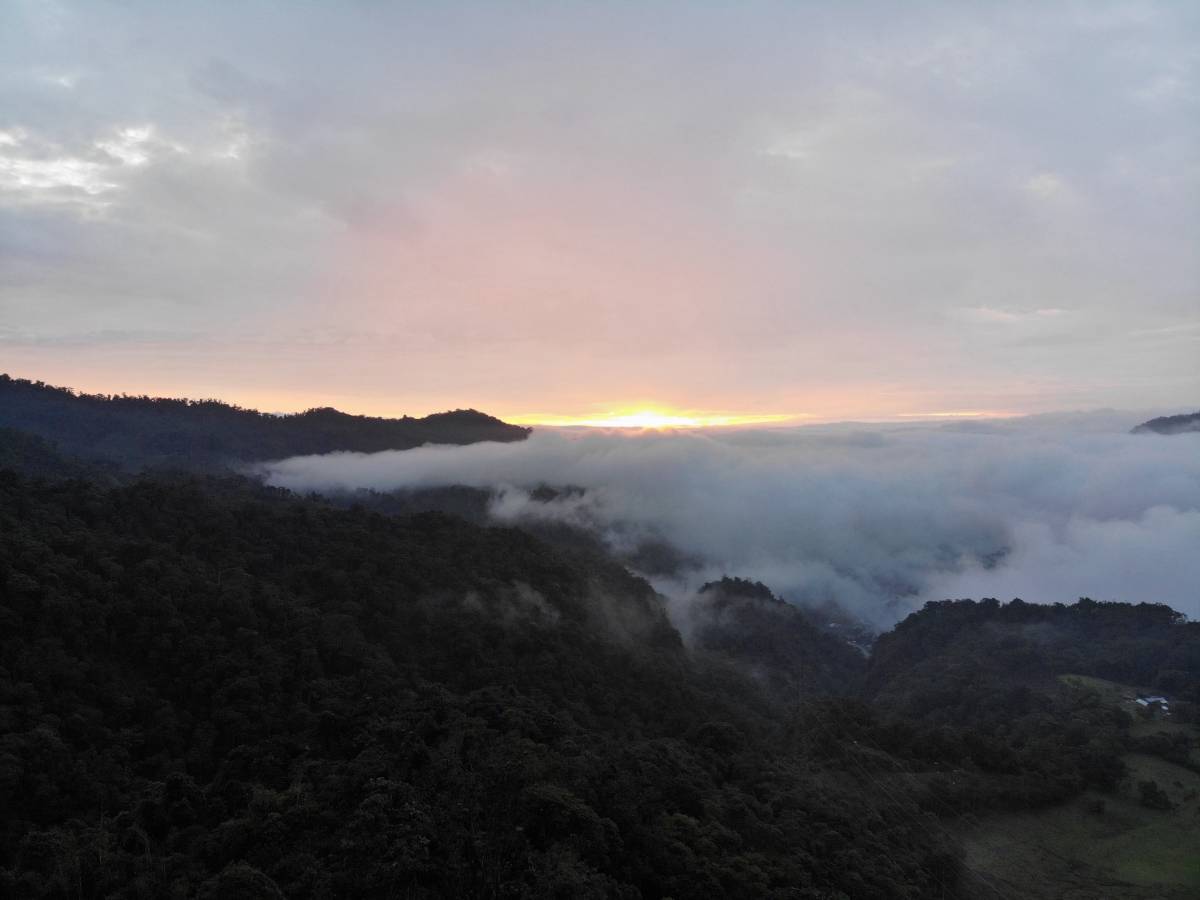 Cloud Forest  Research Internship in Ecuador