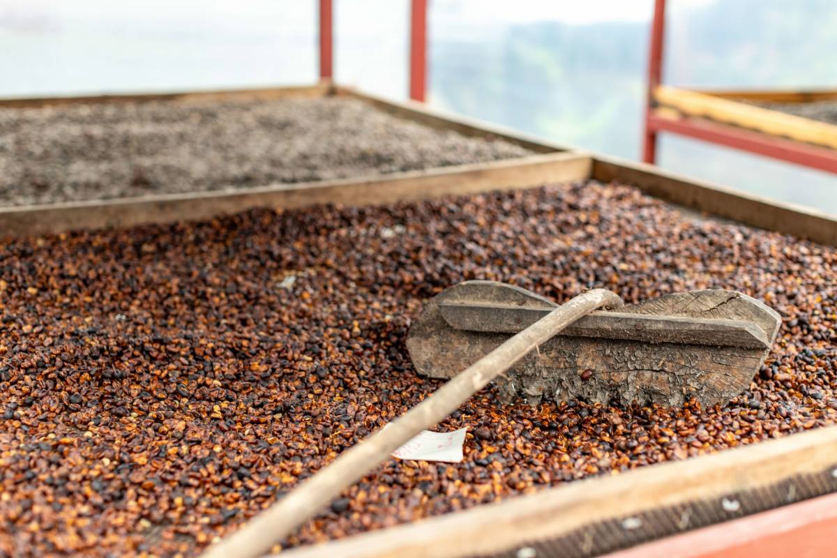 Coffee beans dry on racks, with a tool meant for stirring resting on top.