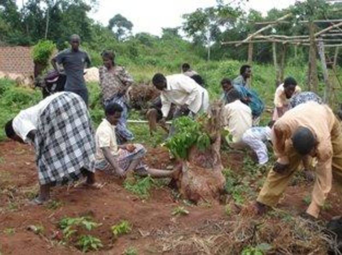 organic farming in Uganda, Africa