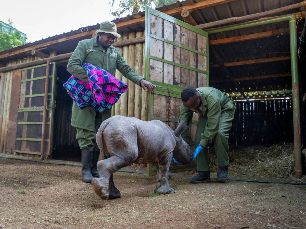Conservation at Olpejeta