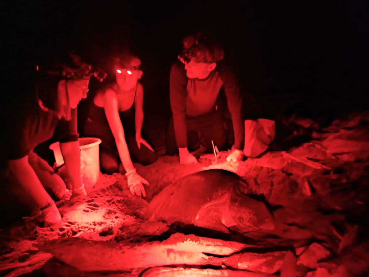 Conservation Marketing & Fundraising Internship in Costa Rica